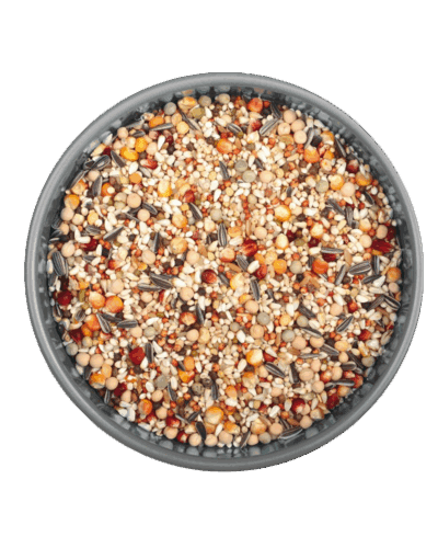 GÜVERCİN DÖRT MEVSİM 20 KG