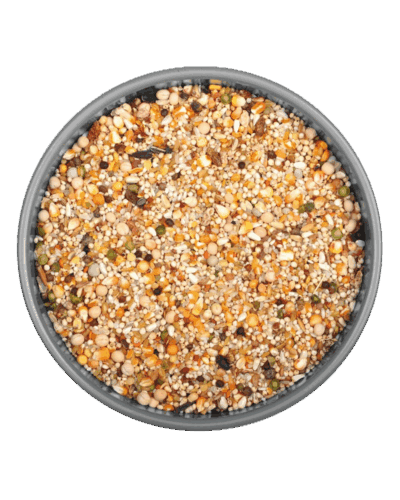 GÜVERCİN MİX 25 KG